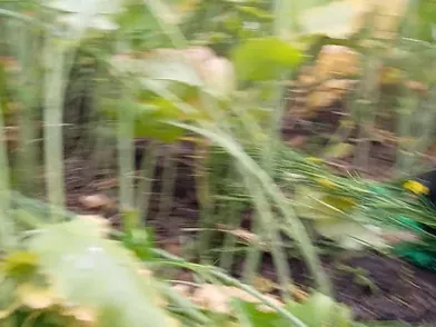 Stepmom In Law And Stepmom In Law’s Naughty Sex Games With BBW And Indian Desi Girl