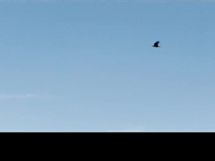 Inked MILF Shakes Fat Ass During Intense Banging